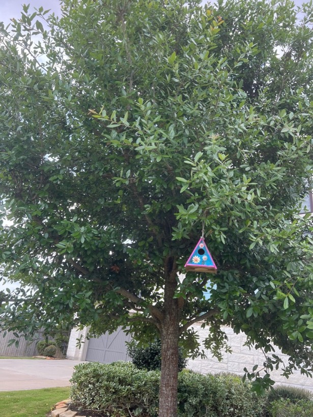 Young live oak after structural pruning