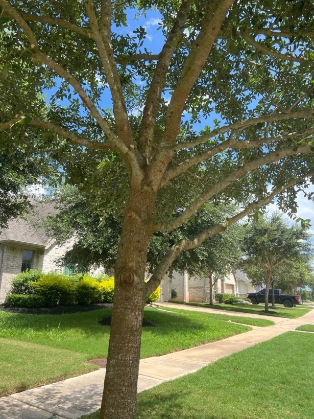 Young live oak at a new home